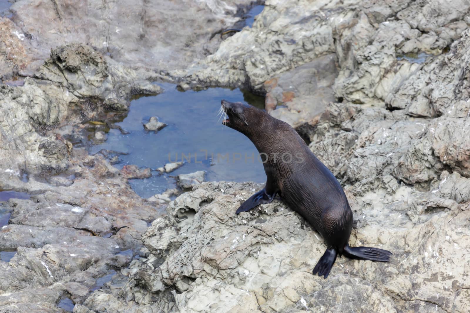 New Zealand Fur Seal (Arctocephalus forsteri)