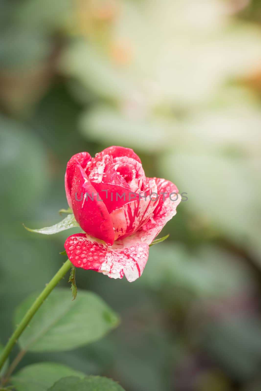 Roses in the garden, Roses are beautiful with a beautiful sunny day.