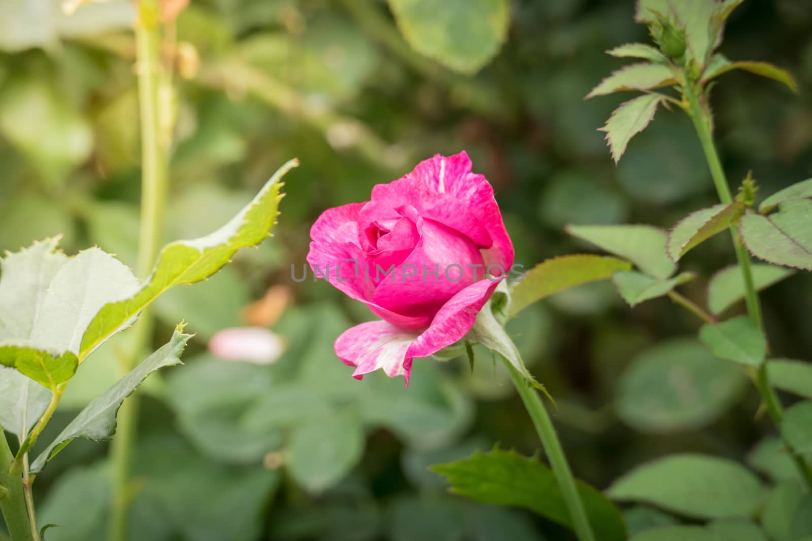 Roses in the garden  by teerawit