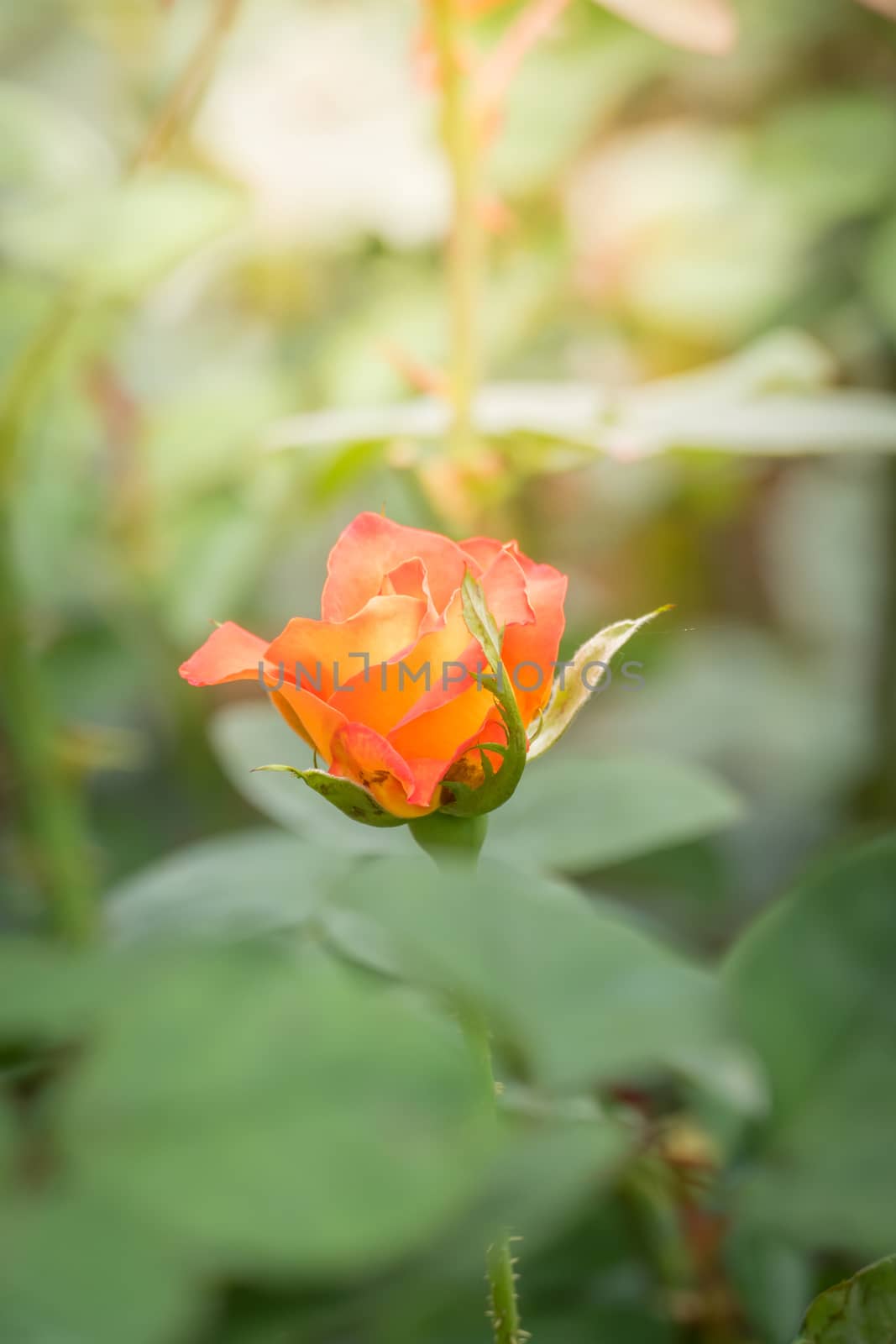 Roses in the garden, Roses are beautiful with a beautiful sunny day.