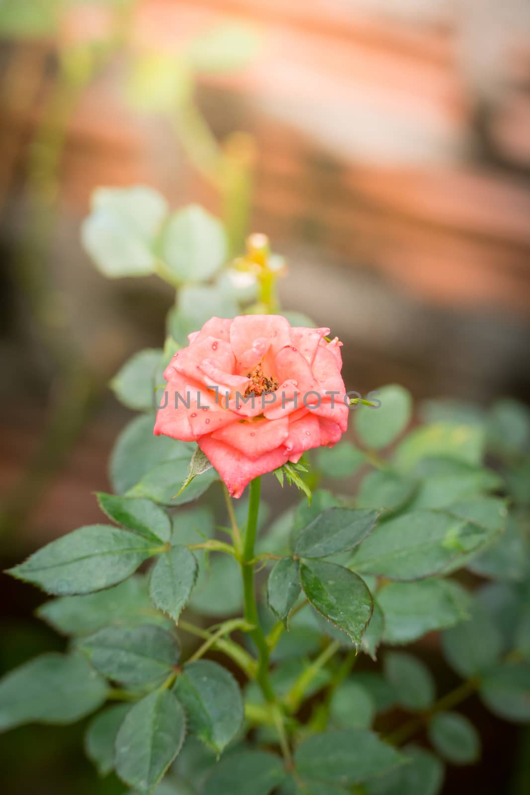 Roses in the garden  by teerawit