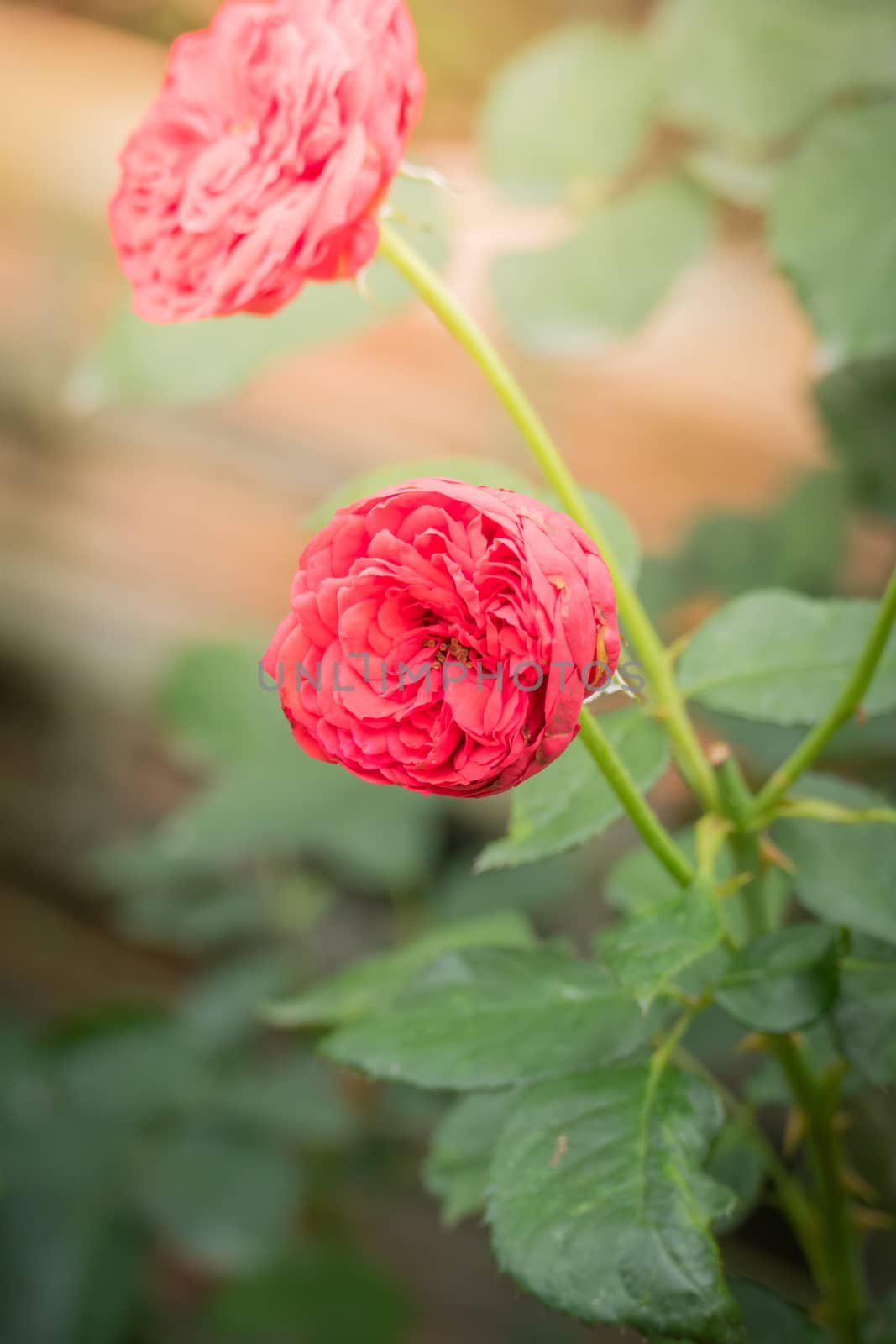 Roses in the garden  by teerawit