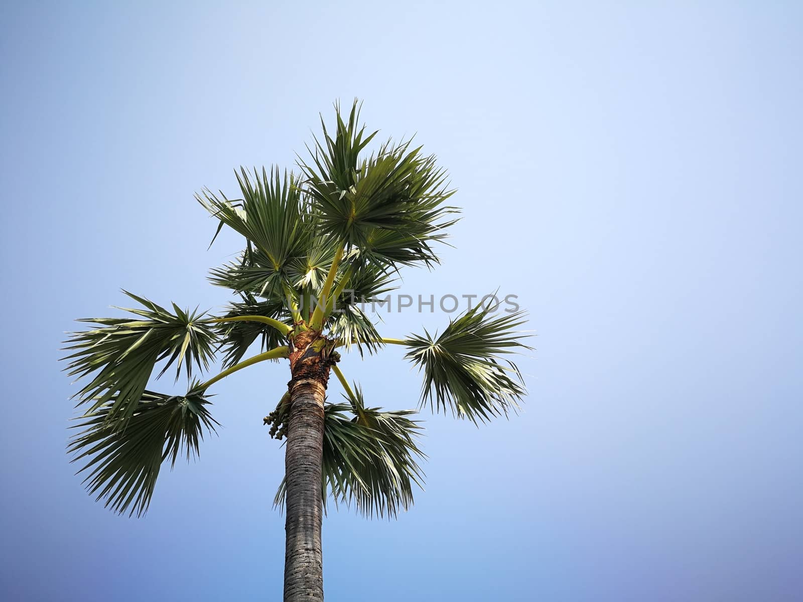 beautiful sky and palm tree background in Thailand