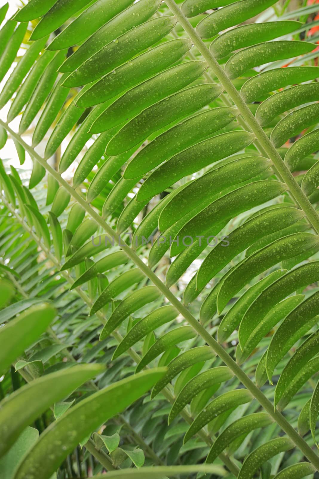 Tropical leaves details and dew drops