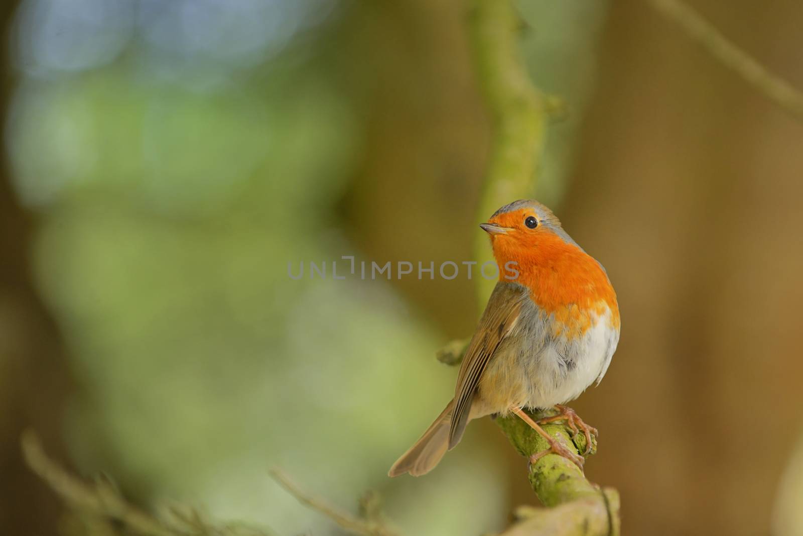 Cute little robin bird  by mady70