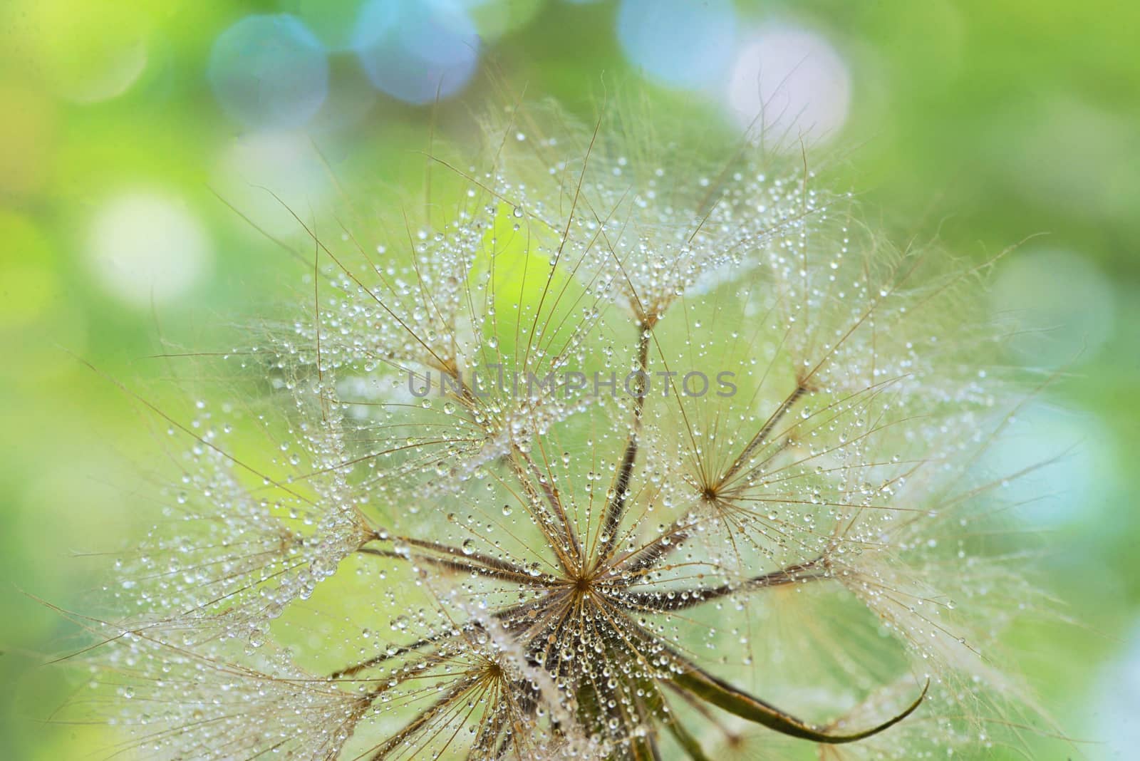 Dew drops on a dandelion seed by mady70