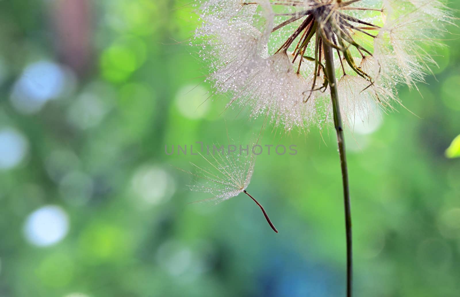 Macro Dew drops on a dandelion seed
