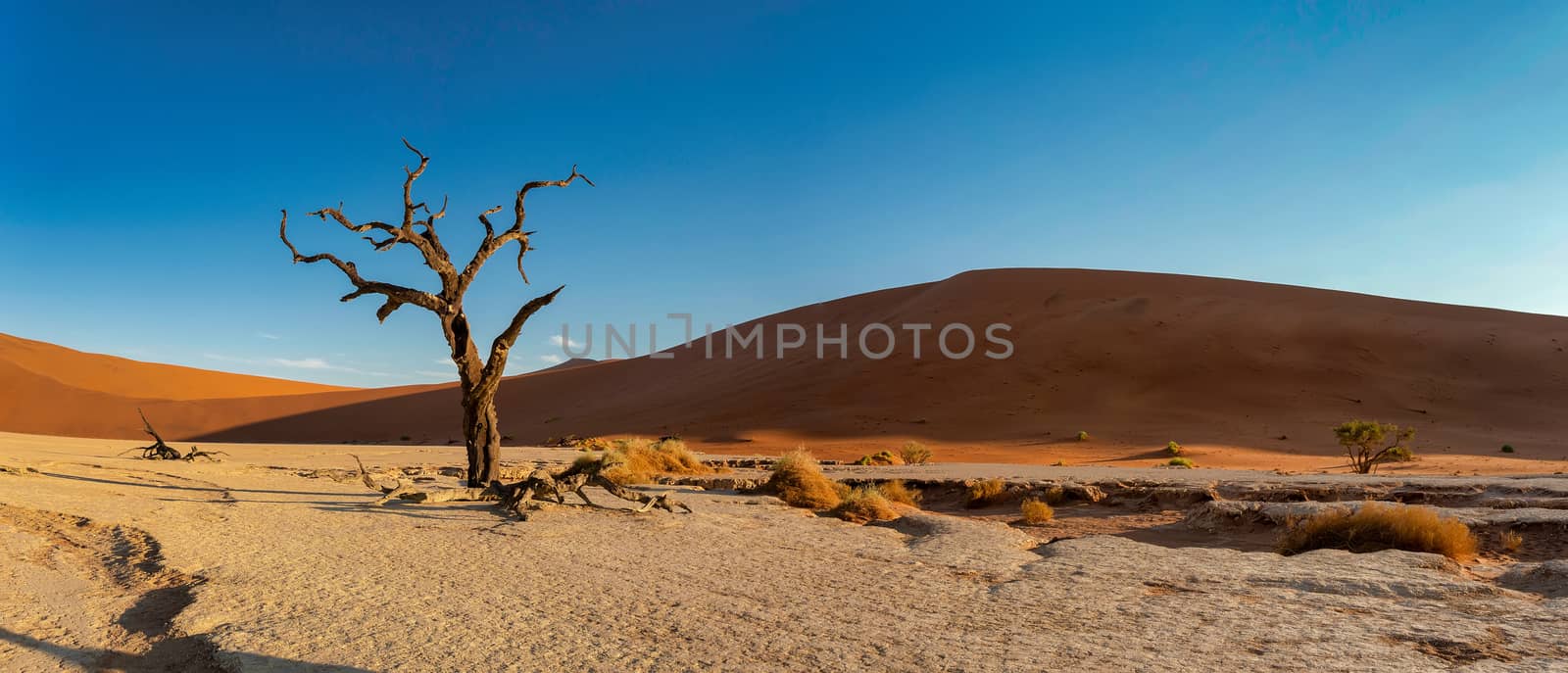 beautiful evening colors of hidden Dead Vlei landscape in Namib desert, dead acacia trees in valley with blue sky, Namibia