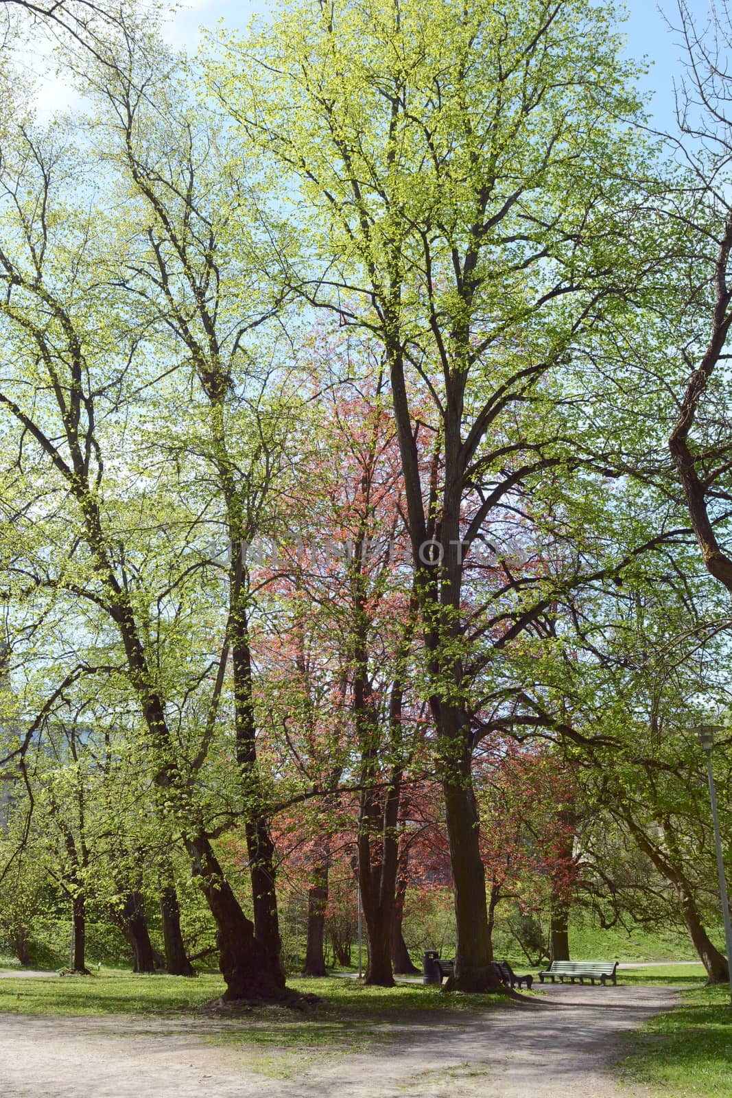 Diverse trees line a footpath in Deer's Park, Hirvepark, in Tallinn, Estonia