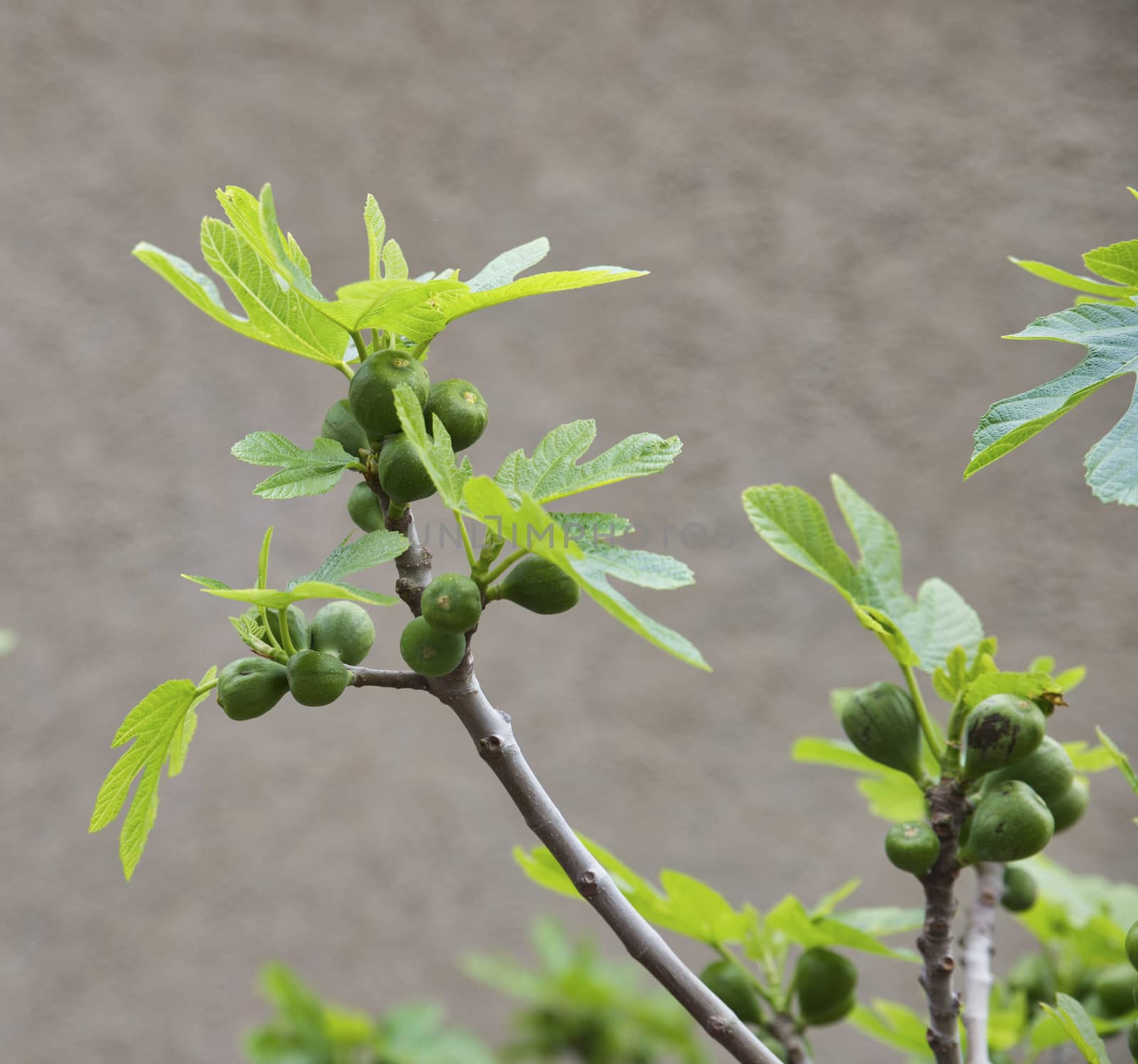 green fig tree with fruit on sardinia