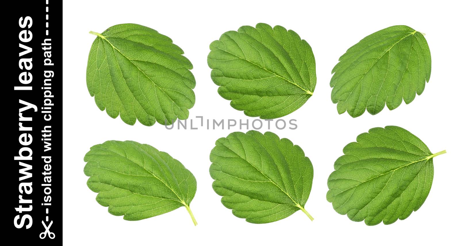 Strawberry leaves isolated on white background with clipping path. Collection