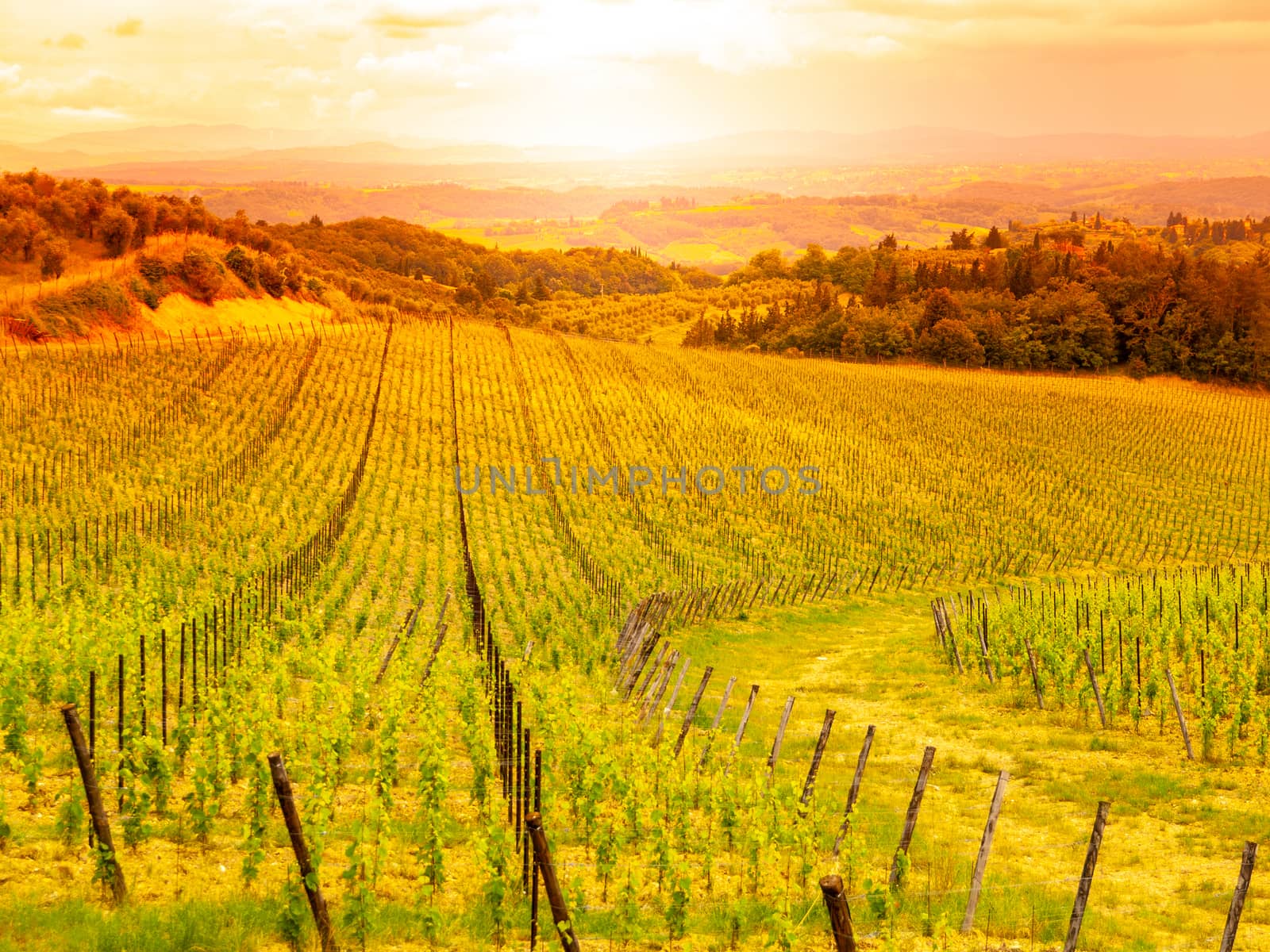 Vineyards of Chianti. Warm sunset in beautiful Tuscan landscape, Italy by pyty