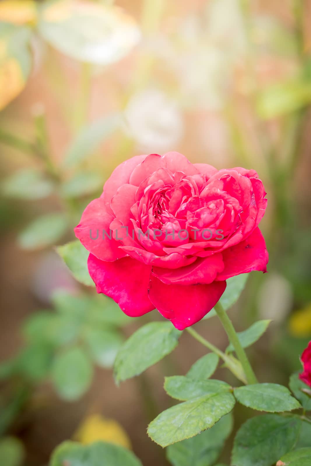 Roses in the garden, Roses are beautiful with a beautiful sunny day.