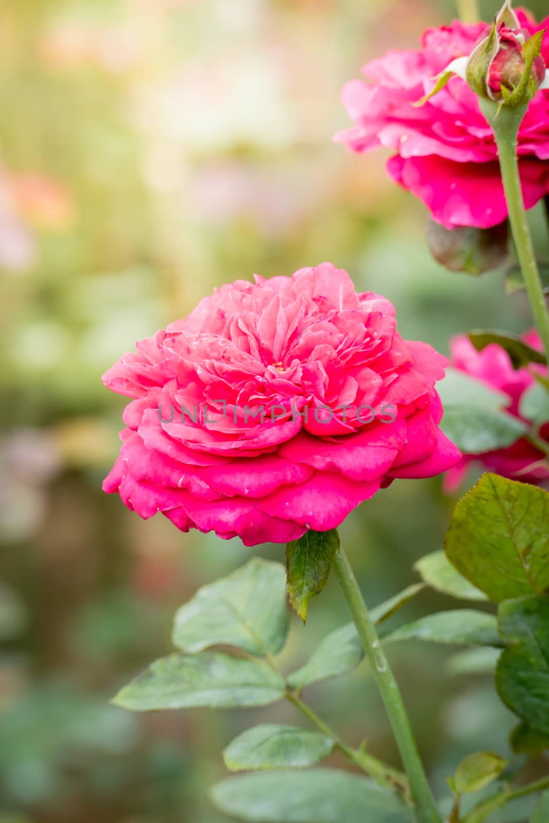 Roses in the garden, Roses are beautiful with a beautiful sunny day.