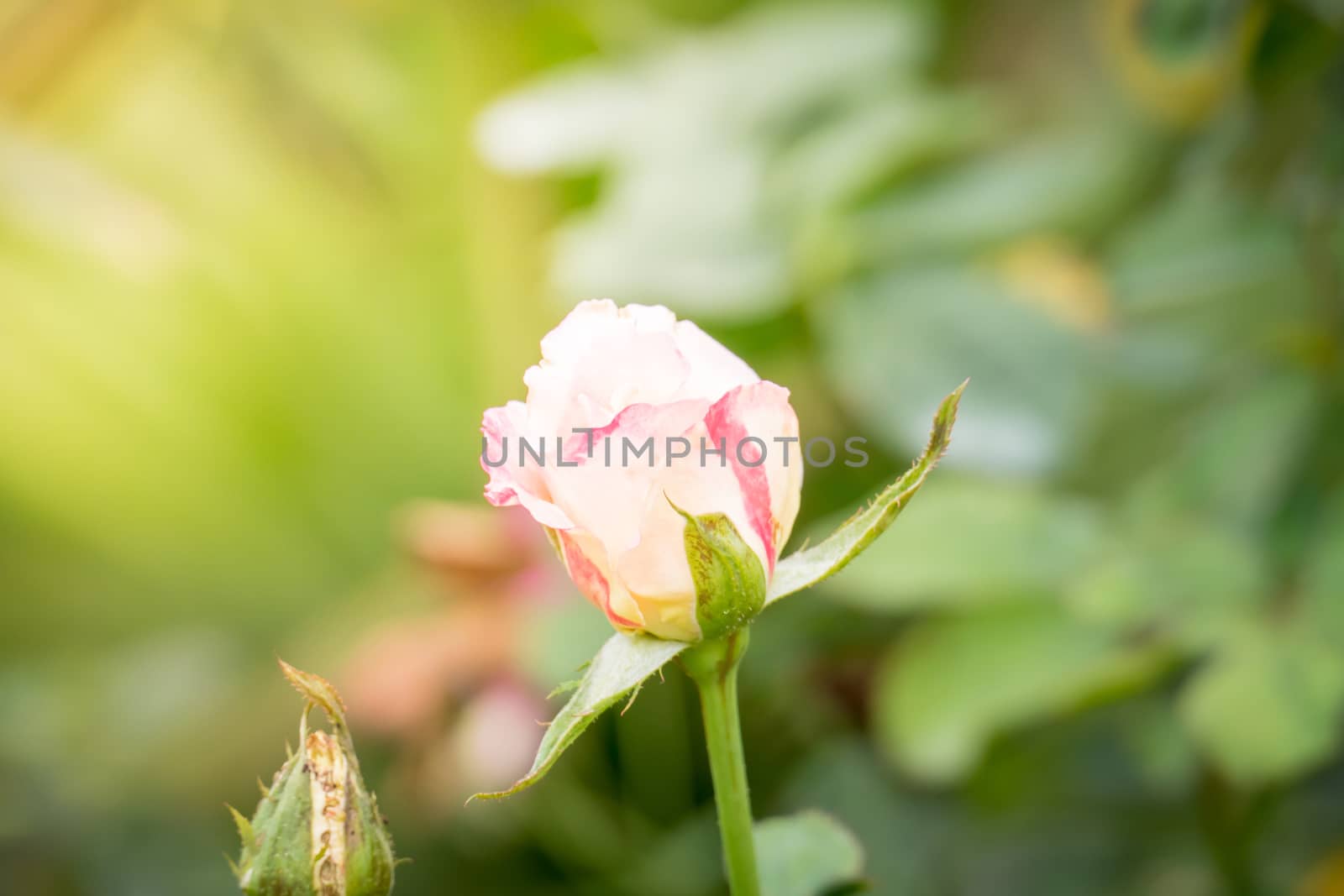 Roses in the garden, Roses are beautiful with a beautiful sunny day.