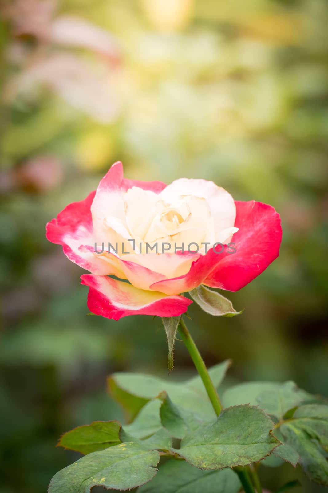 Roses in the garden, Roses are beautiful with a beautiful sunny day.