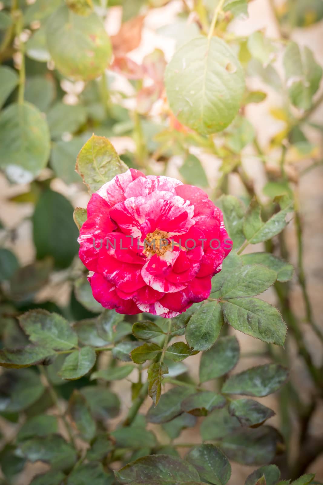 Roses in the garden, Roses are beautiful with a beautiful sunny day.