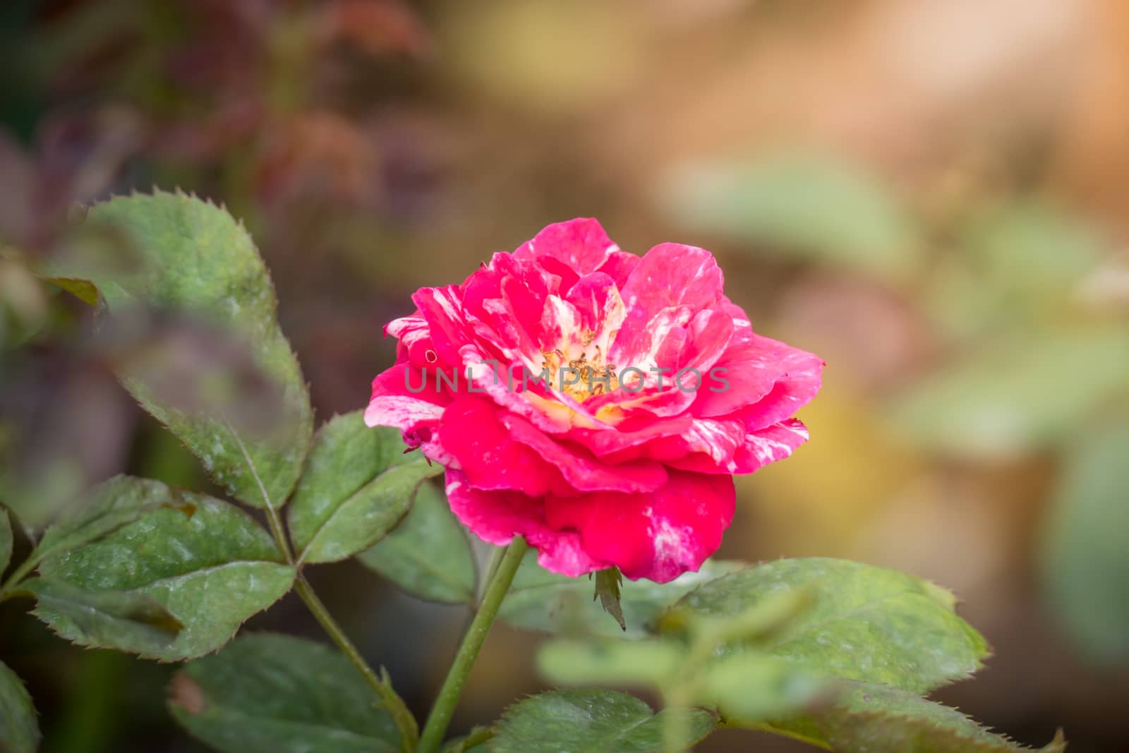 Roses in the garden, Roses are beautiful with a beautiful sunny day.