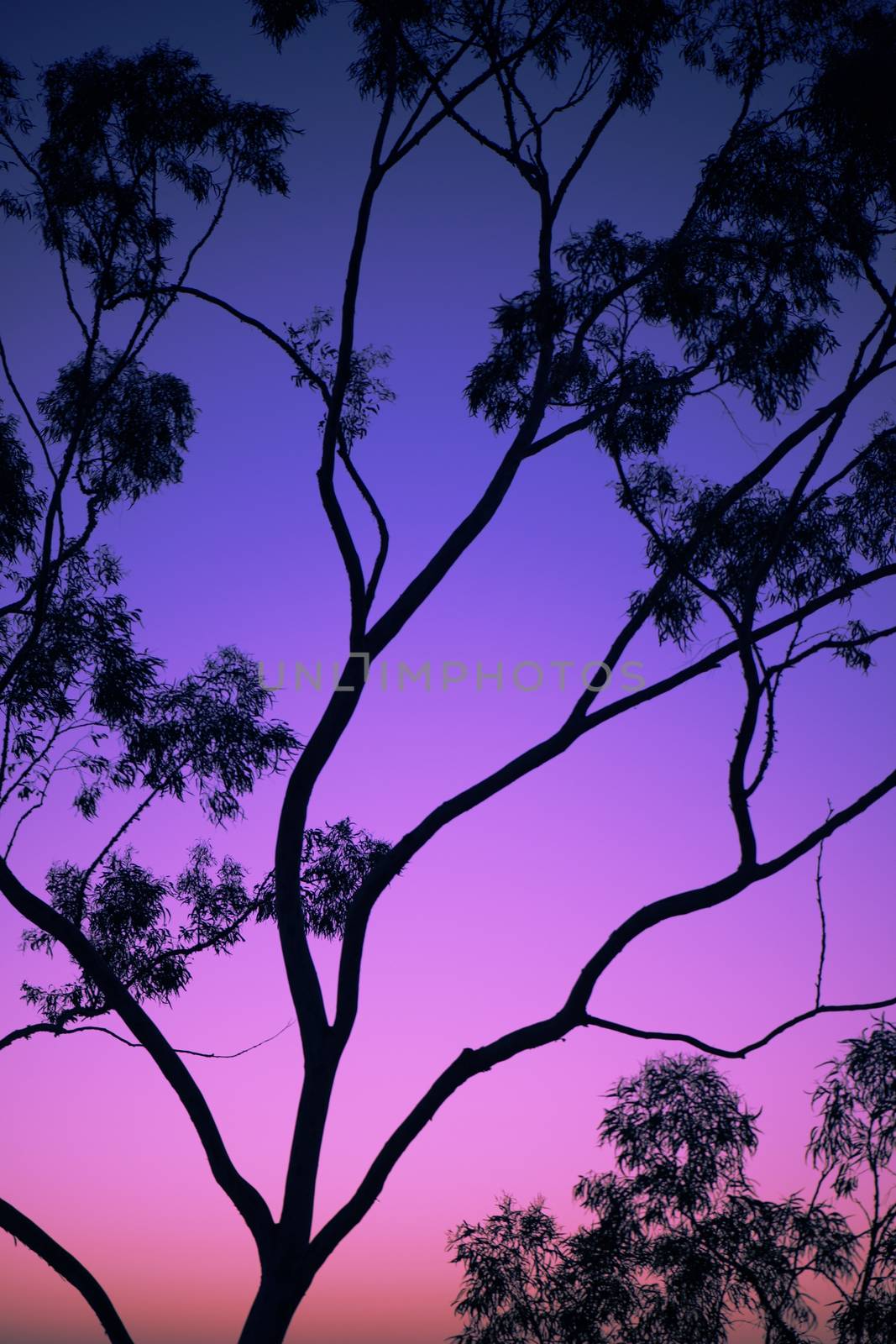 Tree silhouette at dusk in Ipswich, Queensland by artistrobd