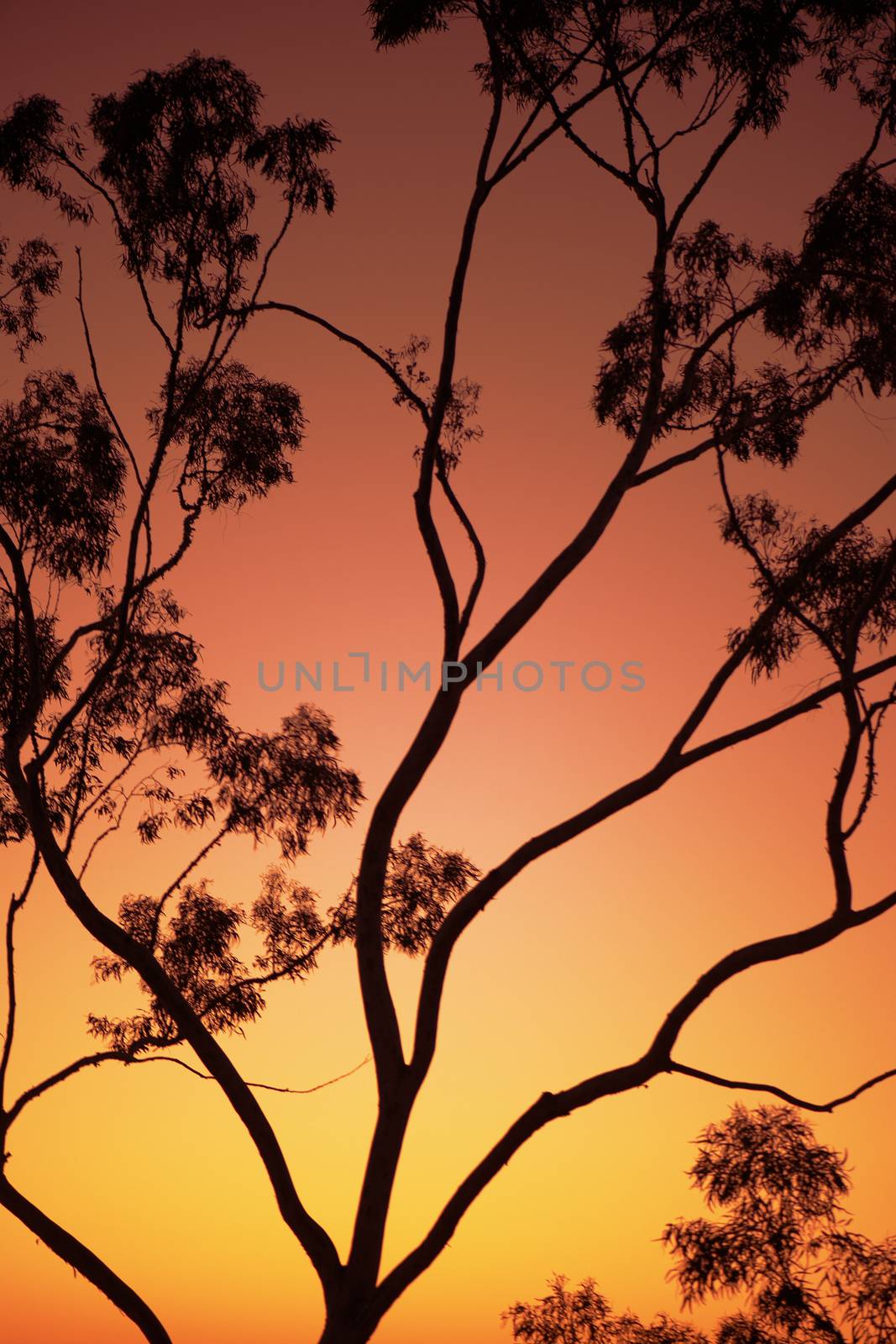 Tree silhouette at dusk in Ipswich, Queensland with vibrant colours.