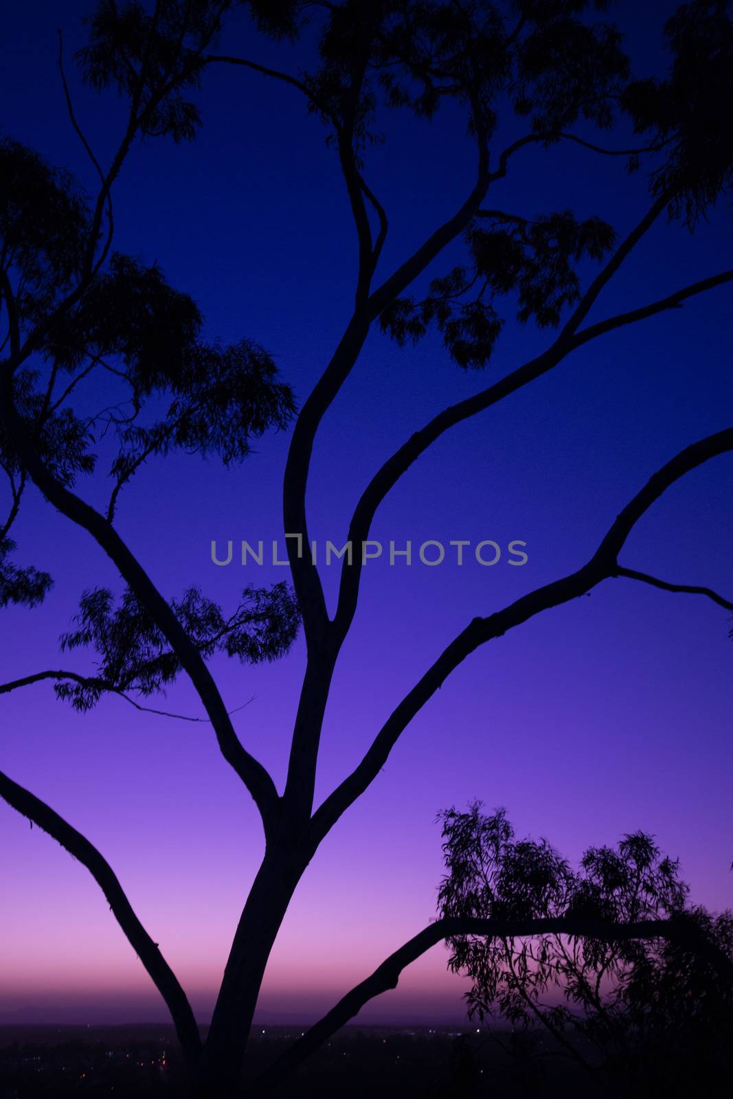 Tree silhouette at dusk in Ipswich, Queensland with vibrant colours.