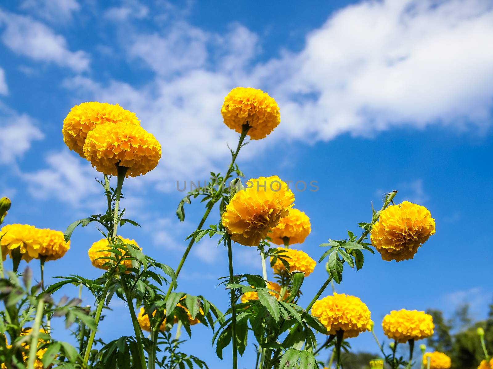Marigold flowers in the meadow in the sunlight with nature landscape and blue sky