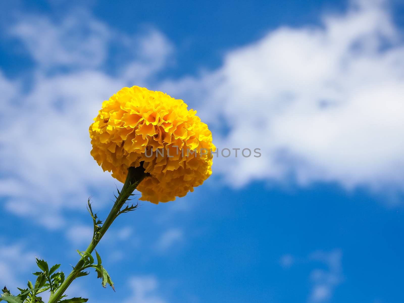 Marigold flowers in the meadow in the sunlight with nature landscape and blue sky