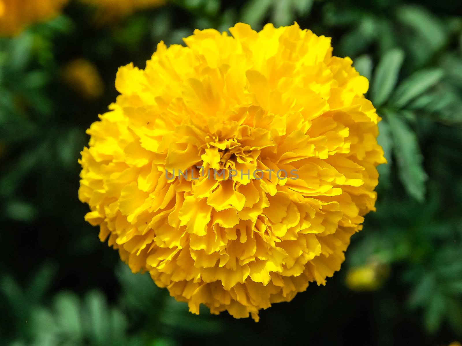 Marigold flowers in the meadow in the sunlight with nature landscape and blue sky