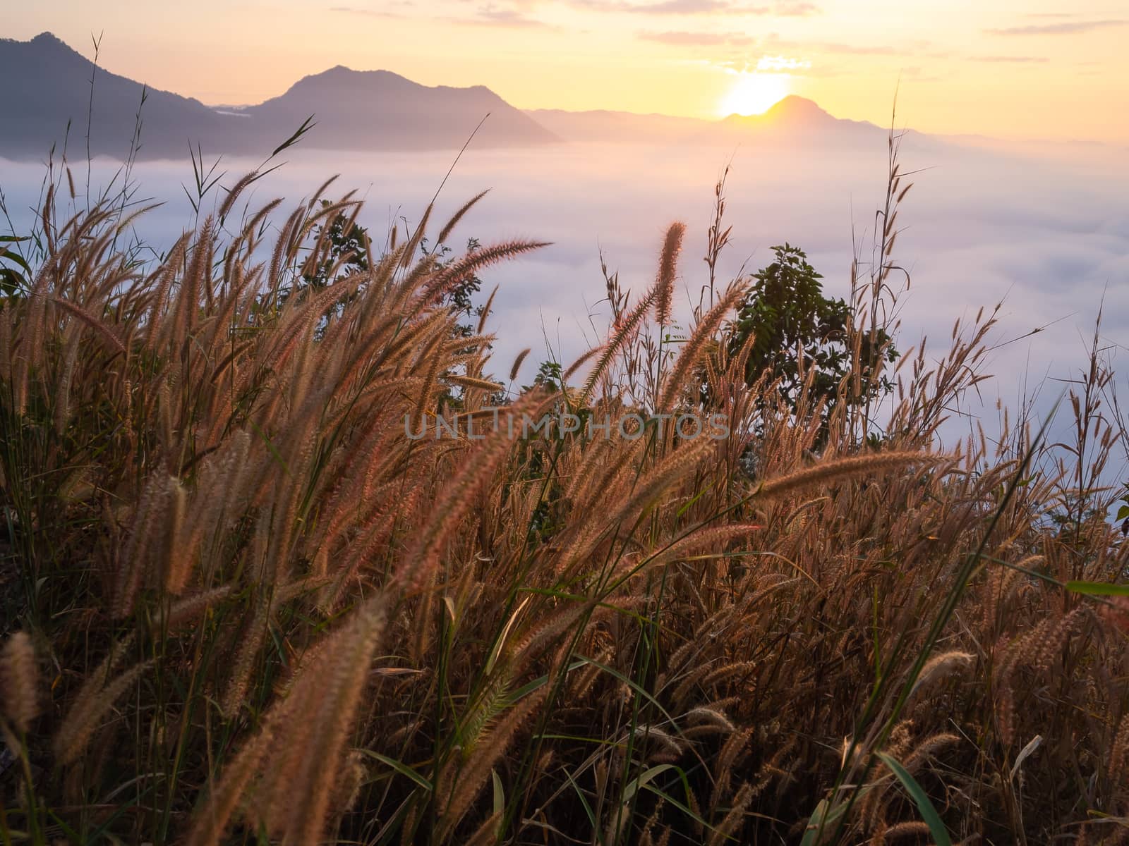 Beautiful landscape of sea of fog on Phu Thok Mountain at Chiang Khan ,Loei Province in Thailand. Sunrise in the morning.