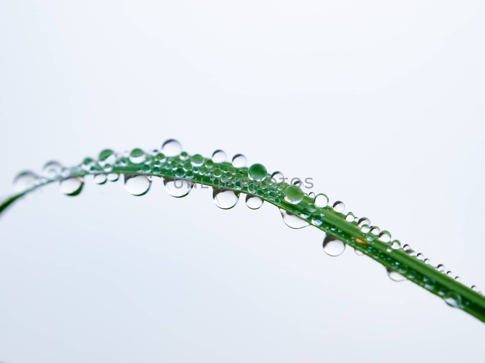 Green leaves with dew drops on white background.
