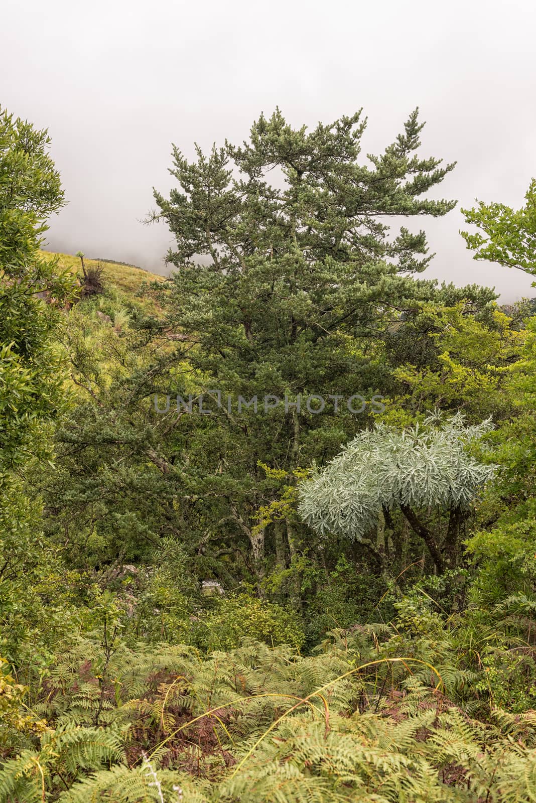 A Yellowwood tree, a Mountain Kiepersol trees and tree ferns in the Kwazulu-Natal Drakensberg