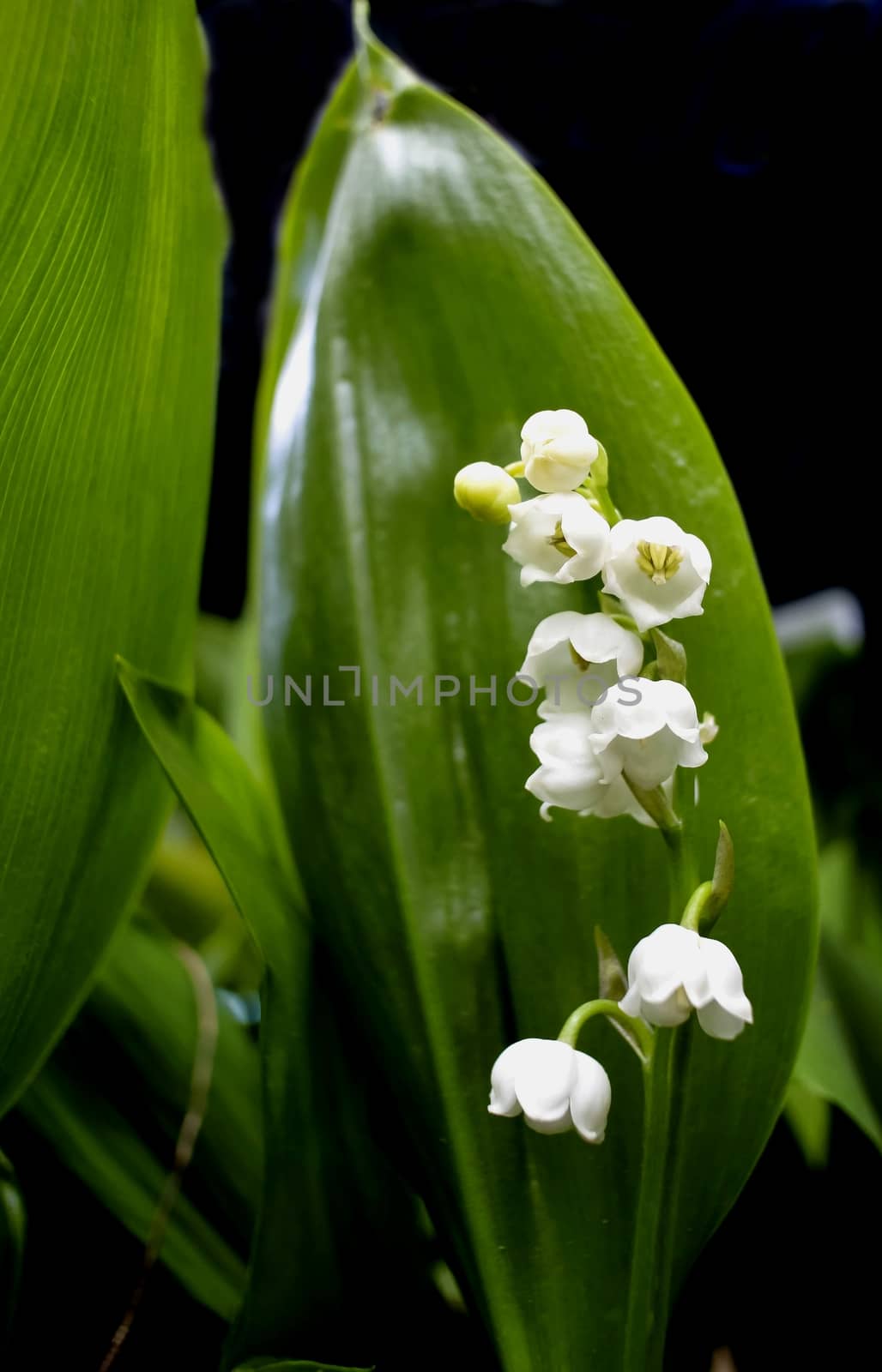 in the middle of bright green bloomed lilies of the valley