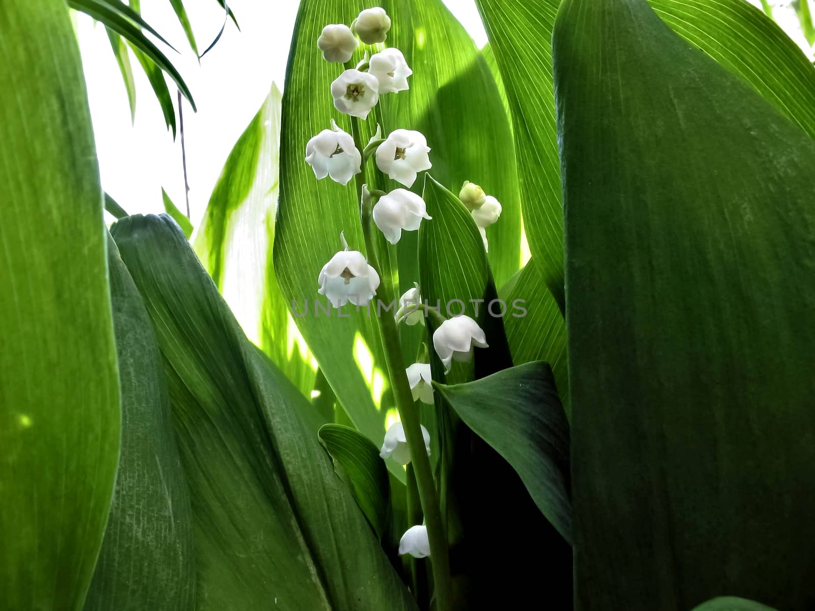 in the middle of bright green bloomed lilies of the valley