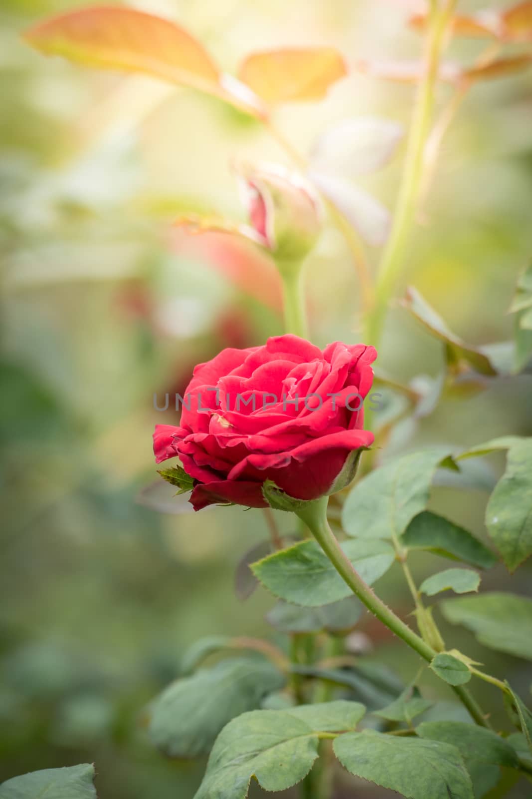 Roses in the garden, Roses are beautiful with a beautiful sunny day.