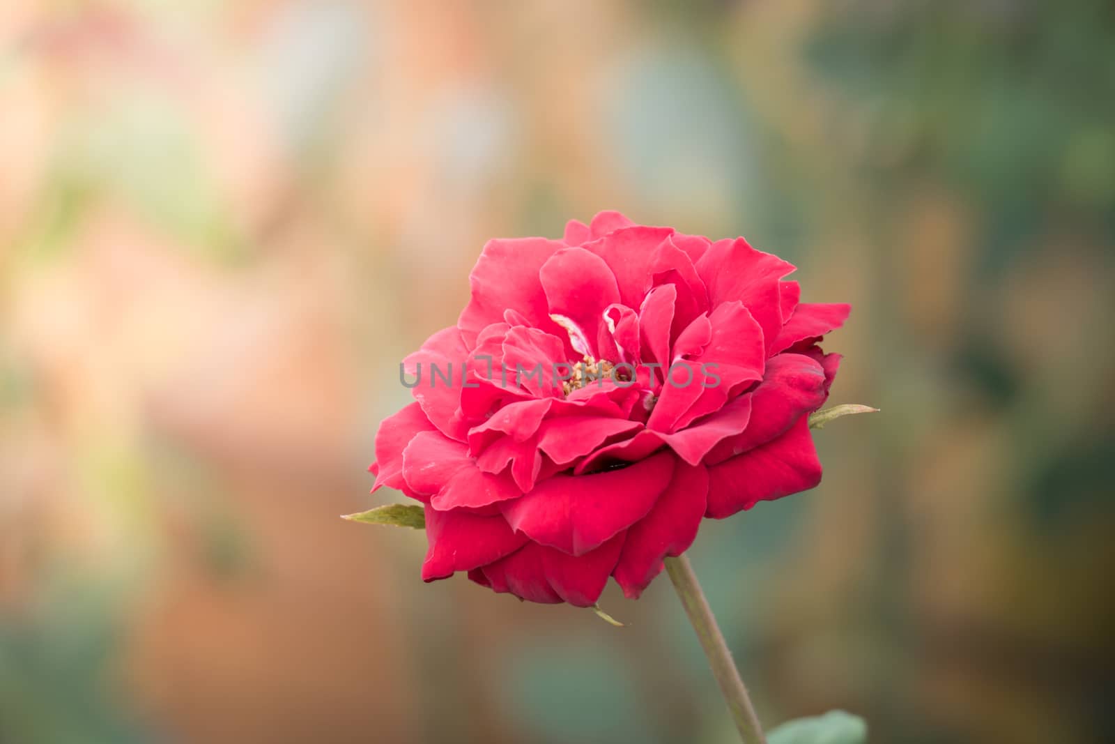 Roses in the garden, Roses are beautiful with a beautiful sunny day.