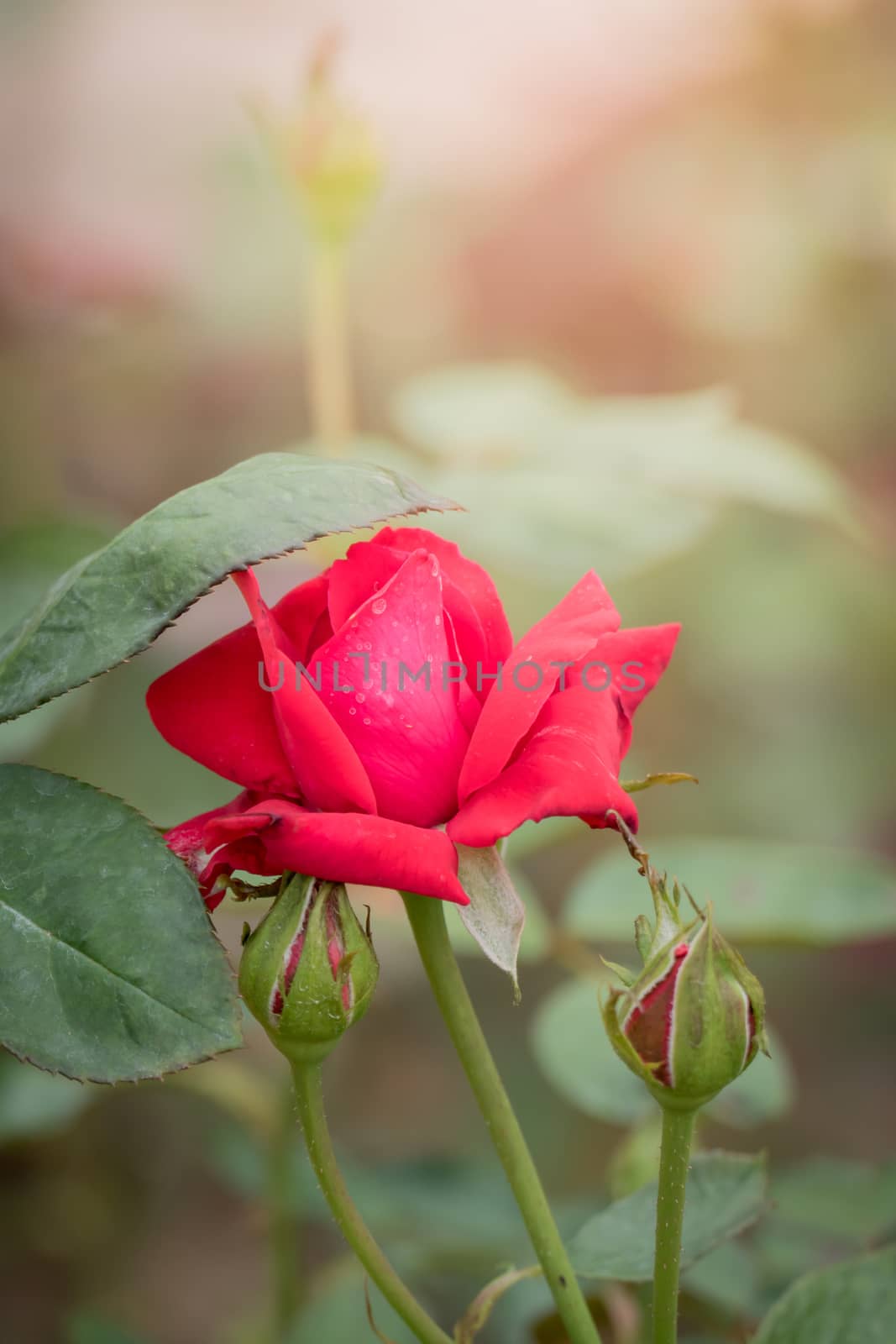 Roses in the garden, Roses are beautiful with a beautiful sunny day.