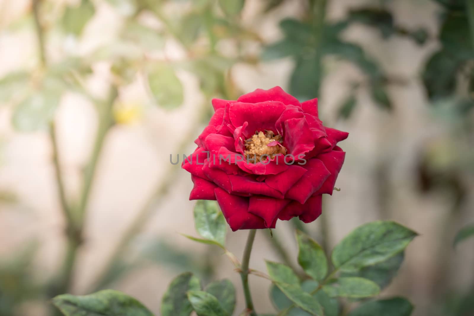 Roses in the garden, Roses are beautiful with a beautiful sunny day.