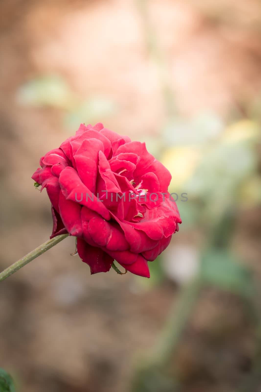 Roses in the garden, Roses are beautiful with a beautiful sunny day.