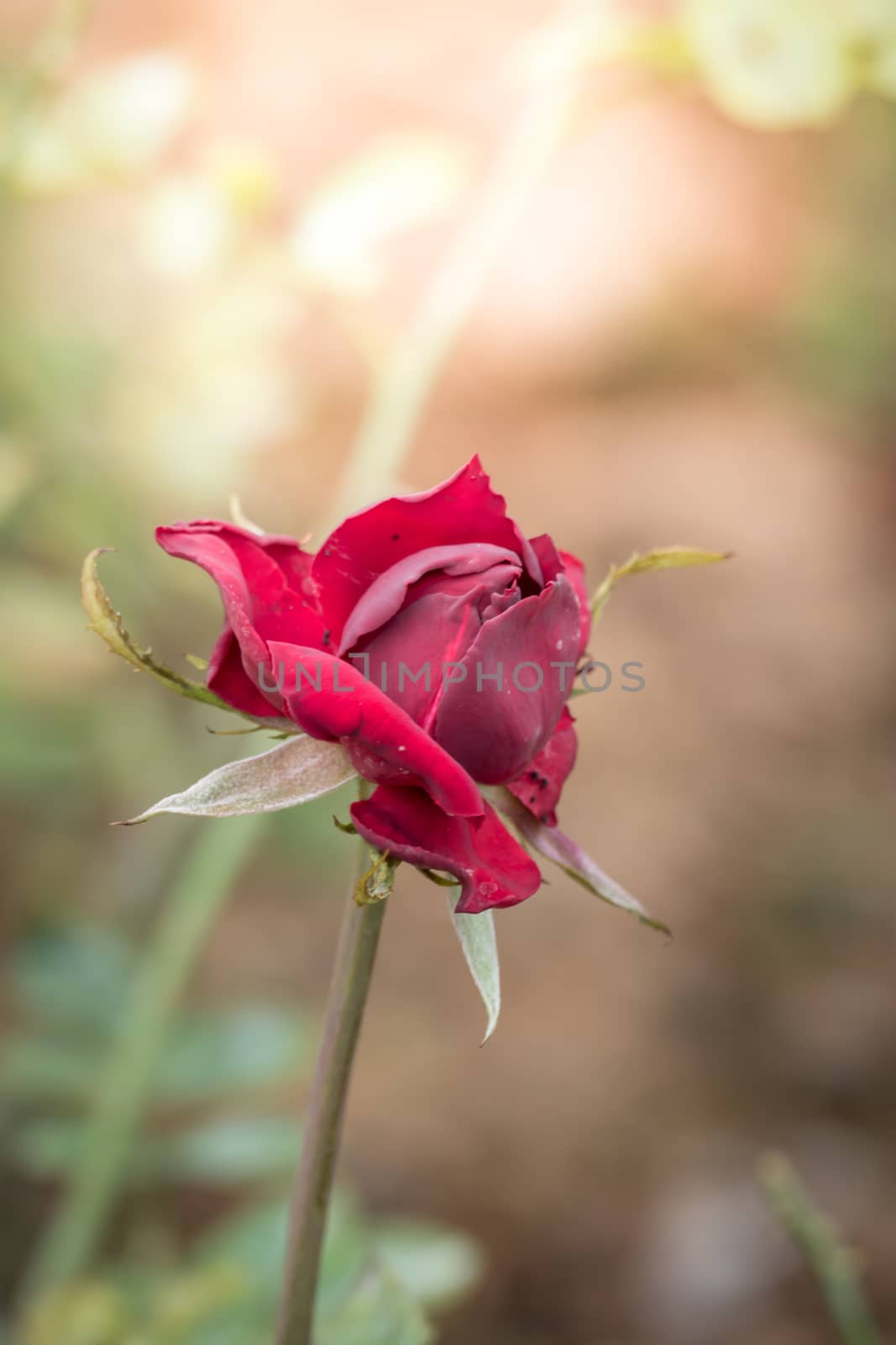 Roses in the garden  by teerawit