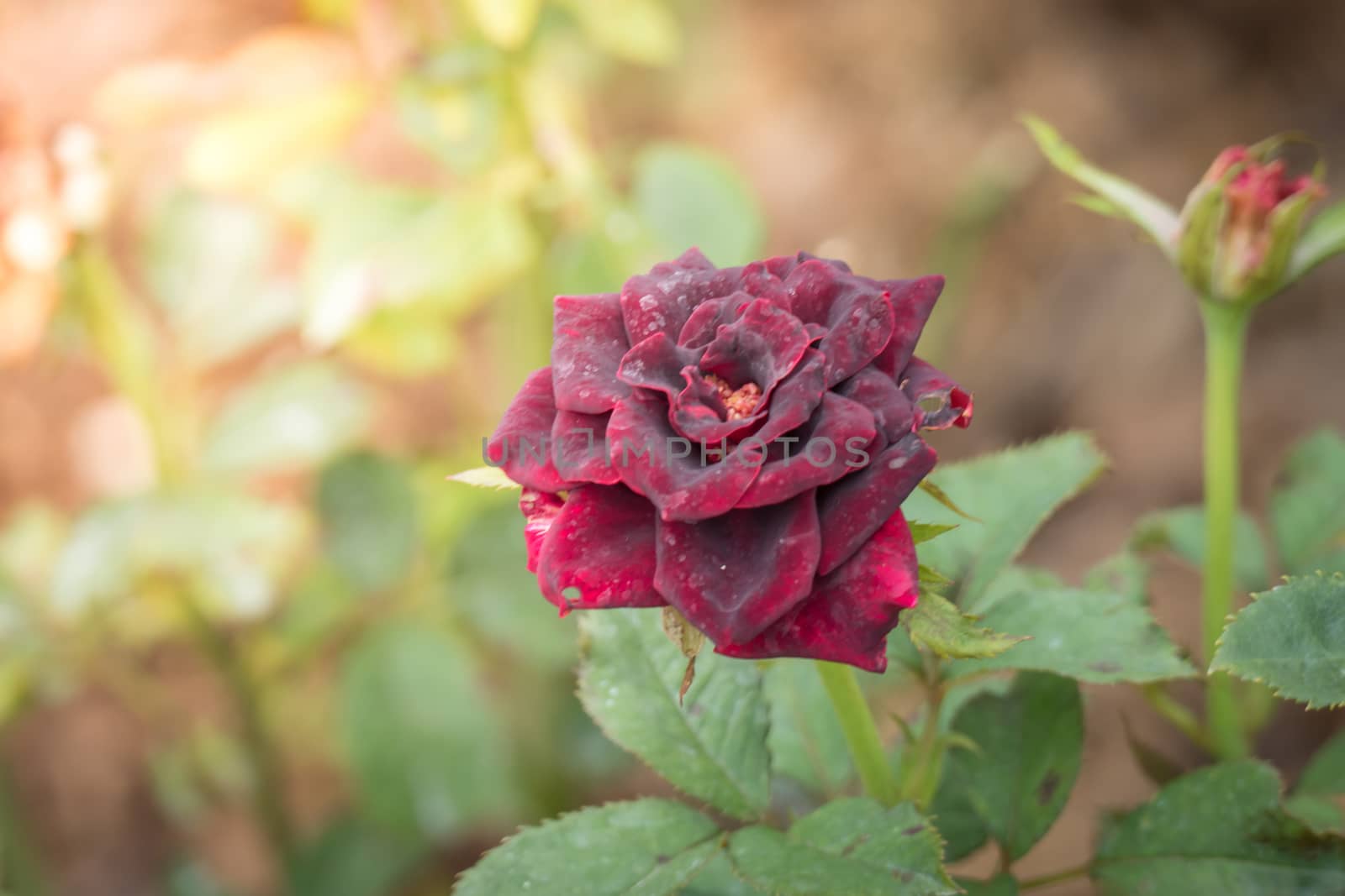 Roses in the garden, Roses are beautiful with a beautiful sunny day.