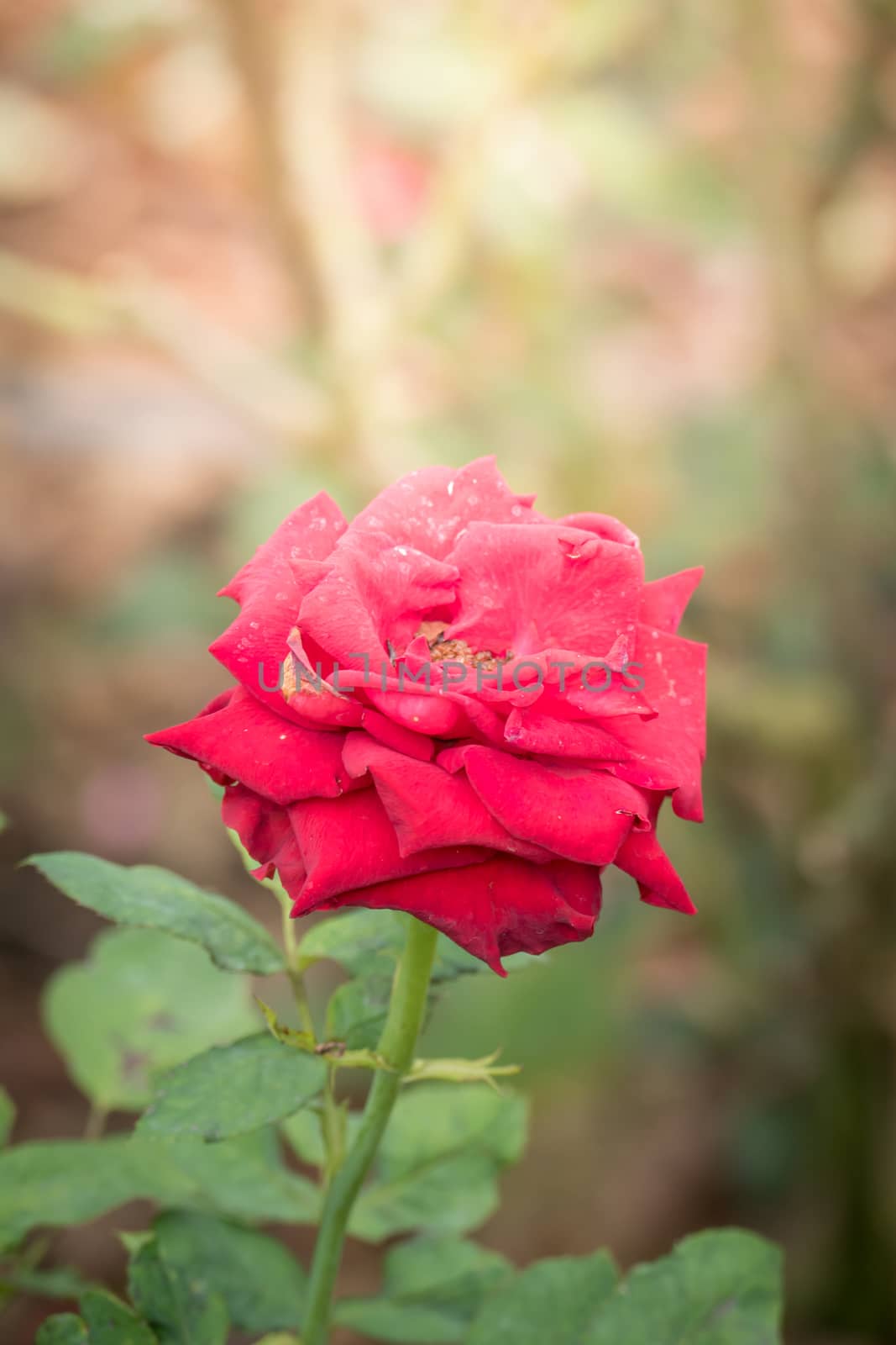 Roses in the garden  by teerawit