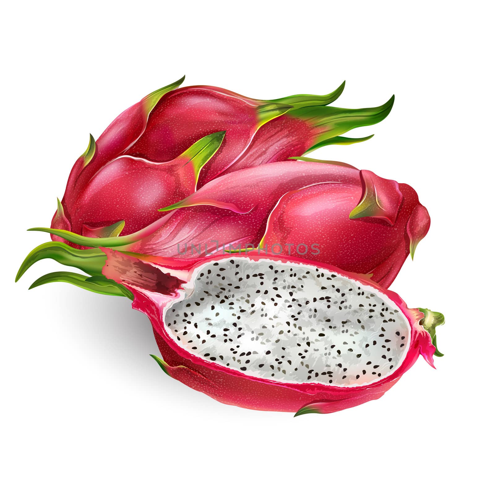 Dragon fruit, isolated illustration on white background.