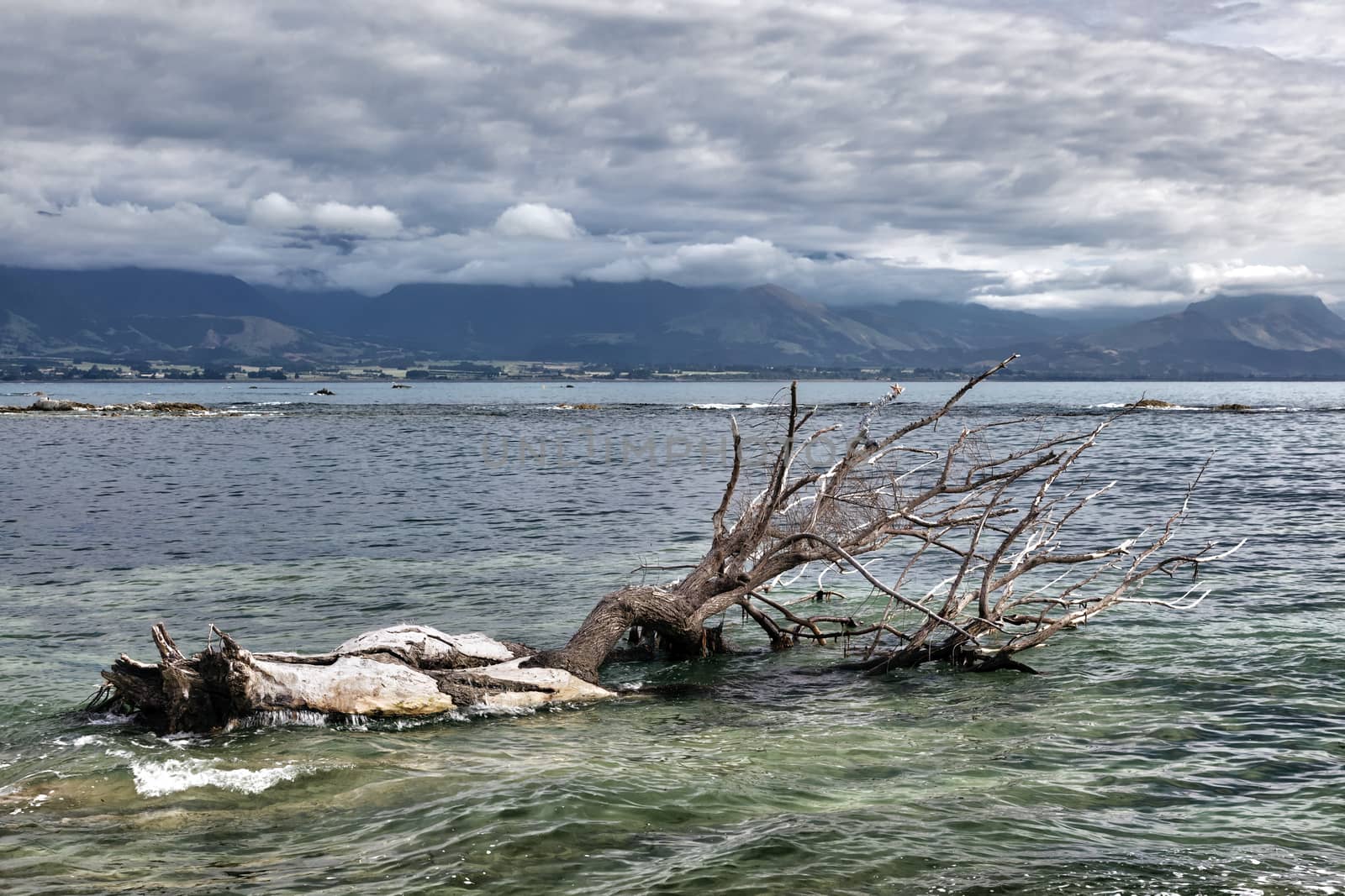 Dead Tree in the Water at Kiakoura Bay by phil_bird