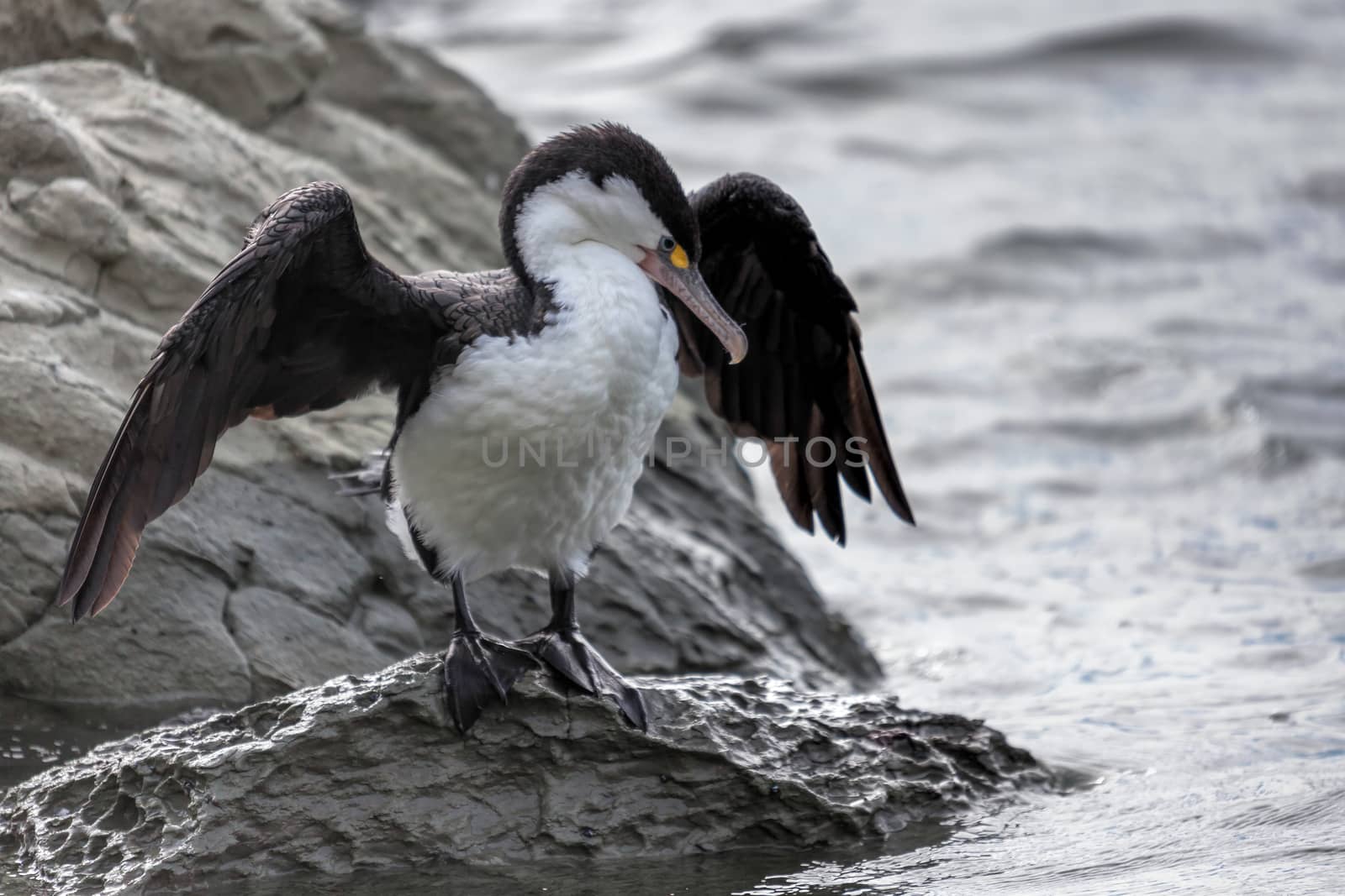 Pied Cormorant (Phalacrocorax varius)