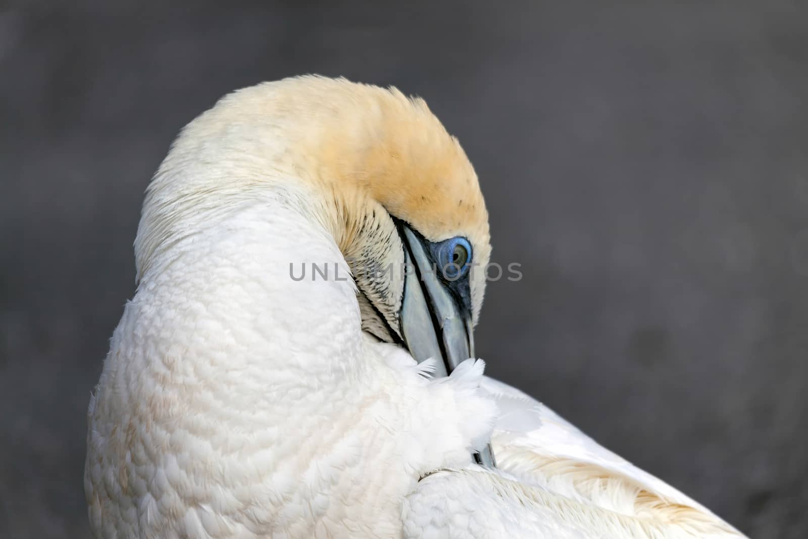 Australasian Gannet (Morus serrator) by phil_bird