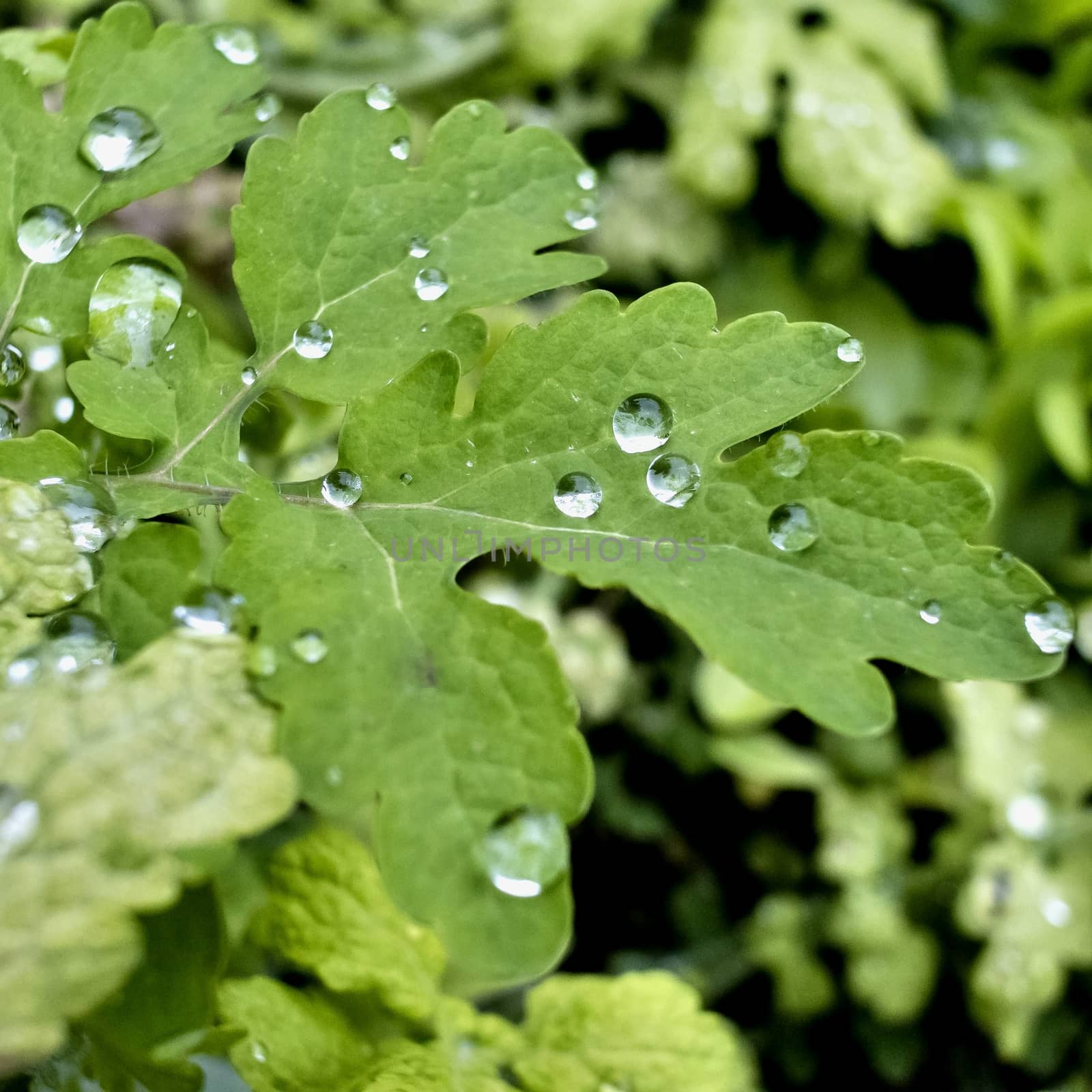 rain drops on green leaf in cloudy weather