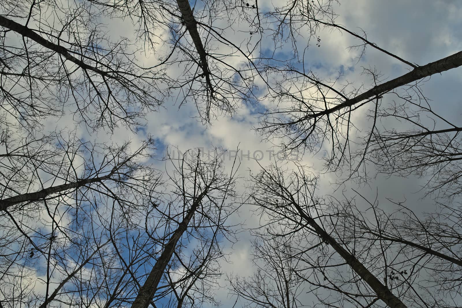 View up on sky in forest during winter time by sheriffkule