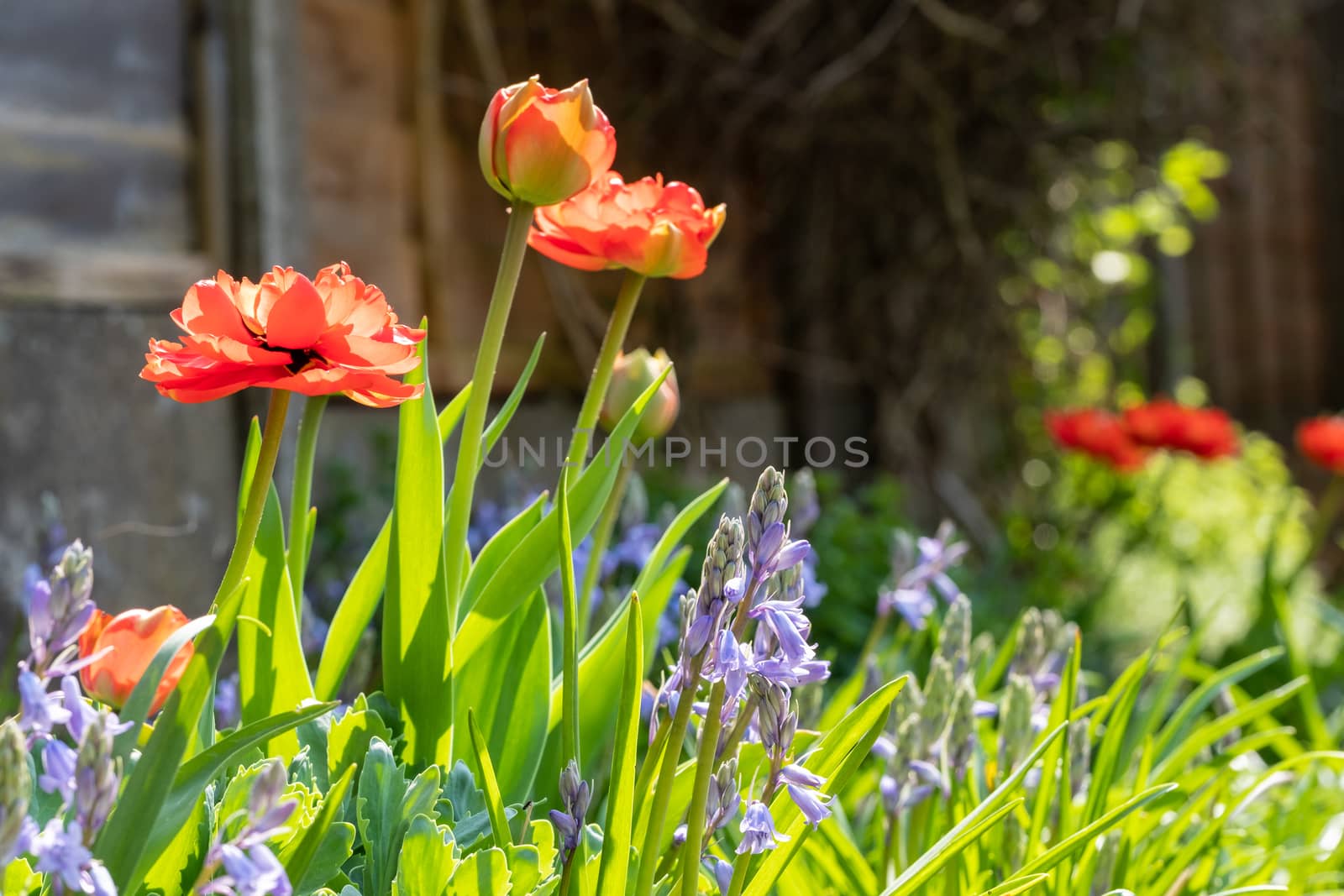 Orange tulip and bluebell plants in back garden