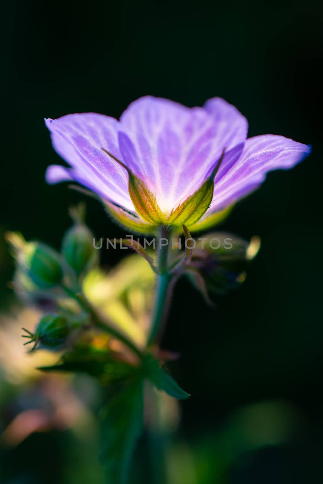 Vibrant purple wild flower in backlit evening light