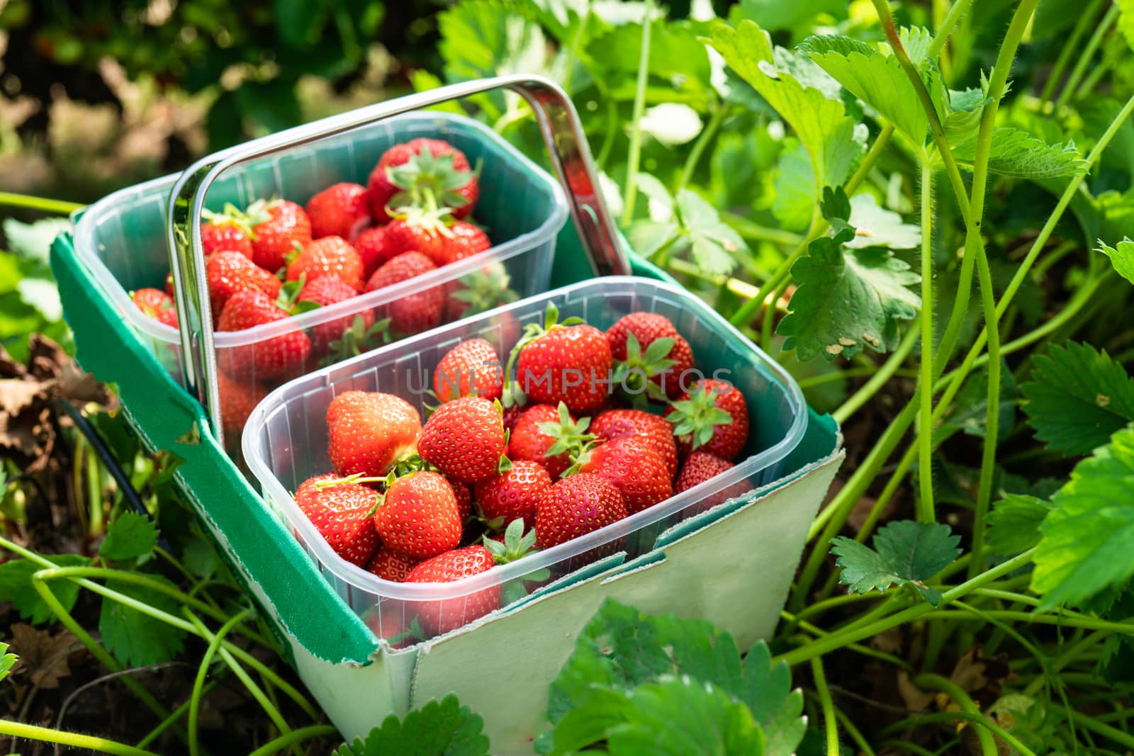 A box of fresh strawberries picked from a farm.